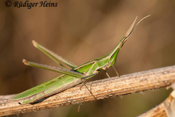 Acrida ungarica (Gewöhnliche Nasenschrecke) Weibchen