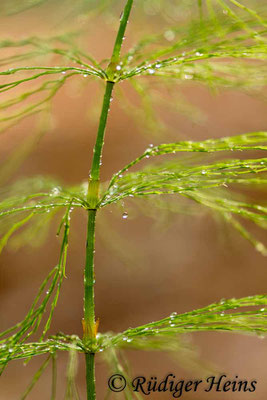 Equisetum sylvaticum (Wald-Schachtelhalm), 30.5.2018