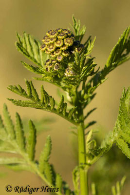 Tanacetum vulgare (Rainfarn), 12.7.2020
