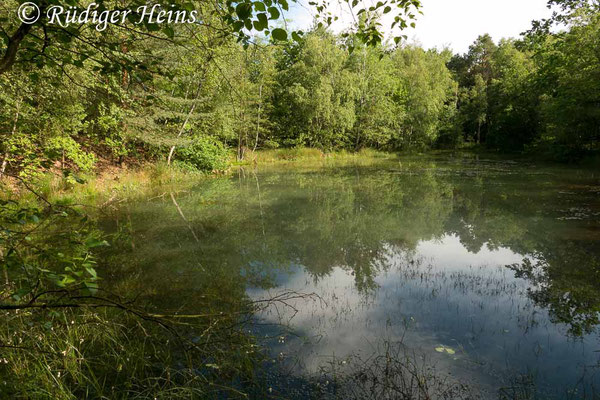 Coenagrion hastulatum (Speer-Azurjungfer) Fortpflanzungsgewässer, 13.6.2019