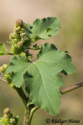 Elb-Spitzklette (Xanthium albinum), 27.8.2024 - Makroobjektiv 180mm f/3.5