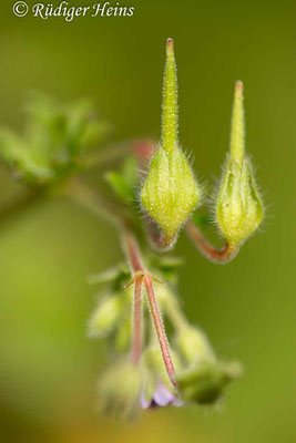 Geranium pusillum (Kleiner Storchschnabel), 5.6.2025