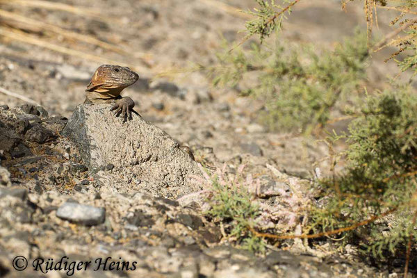 Gallotia stehlini (Gran-Canaria-Rieseneidechse) Männchen, 4.8.2015