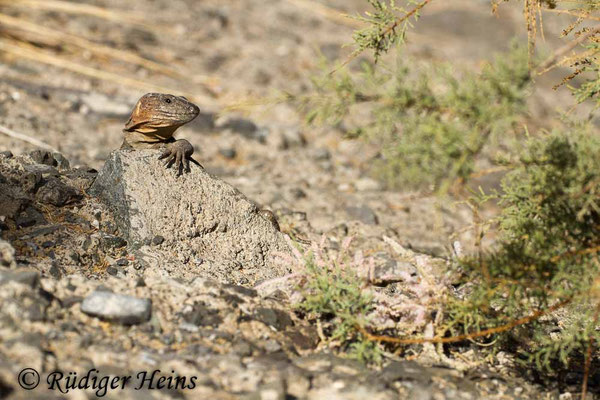 Gallotia stehlini (Gran-Canaria-Rieseneidechse) Männchen