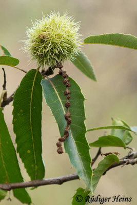 Castanea sativa (Edelkastanie), 12.10.2020