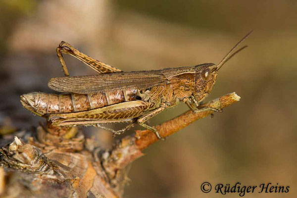 Chorthippus dorsatus (Wiesengrashüpfer) Weibchen, 21.9.2017