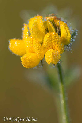 Lotus corniculatus (Gewöhnlicher Hornklee)