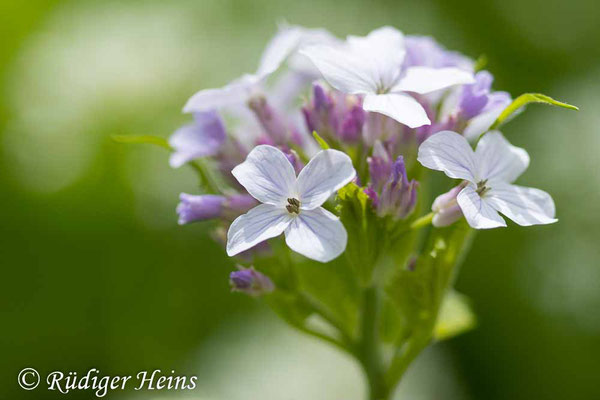 Lunaria rediviva (Ausdauerndes Silberblatt), 21.4.2024