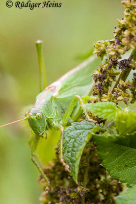 Tettigonia viridissima (Grünes Heupferd) Männchen, 5.8.2012