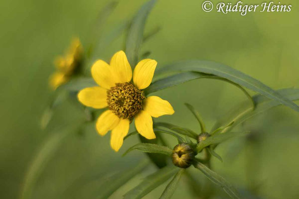 Bidens cernua (Nickender Zweizahn)