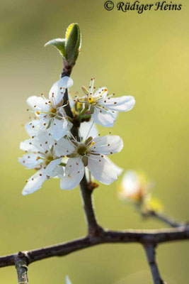 Prunus spinosa (Schlehe oder Schwarzdorn), 27.4.2023