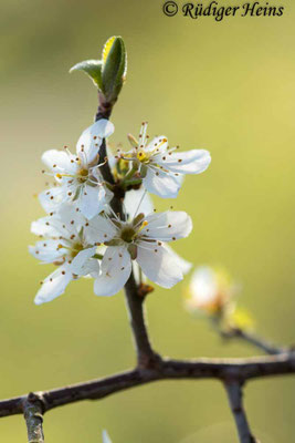 Prunus spinosa (Schlehe oder Schwarzdorn)