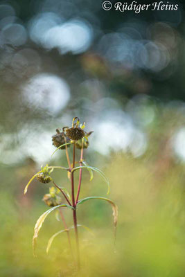 Bidens cernua (Nickender Zweizahn), 18.9.2022