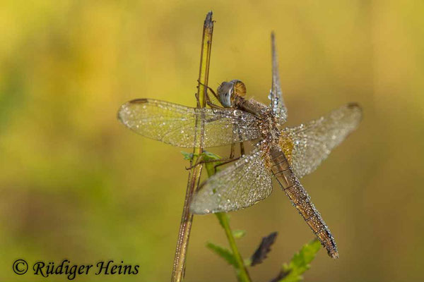 Crocothemis erythraea, Feuerlibelle, Weibchen