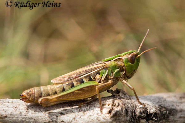 Stenobothrus stigmaticus (Kleiner Heidegrashüpfer) Weibchen, 24.8.2020