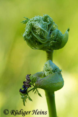 Angelica sylvestris (Wald-Engelwurz), 19.7.2018