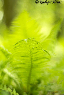 Matteuccia struthiopteris (Straußfarn), 5.4.2023