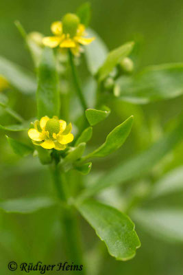 Ranunculus sceleratus (Gift-Hahnenfuß)
