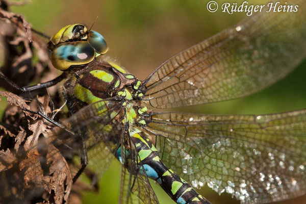 Aeshna cyanea, Blaugrüne Mosaikjungfer, Männchen