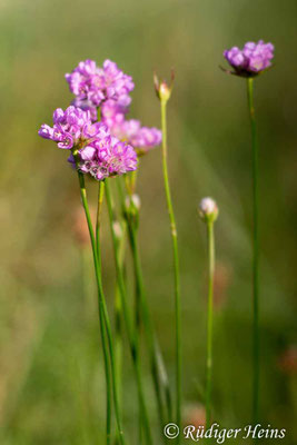 Armeria maritima (Strand-Grasnelke), 20.7.2016