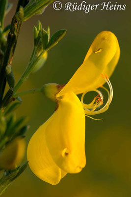 Cytisus scoparius (Besenginster)