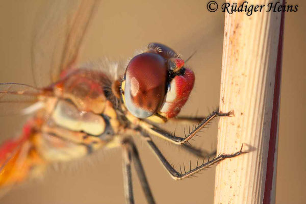 Sympetrum fonscolombii (Frühe Heidelibelle) Männchen, 14.7.2011