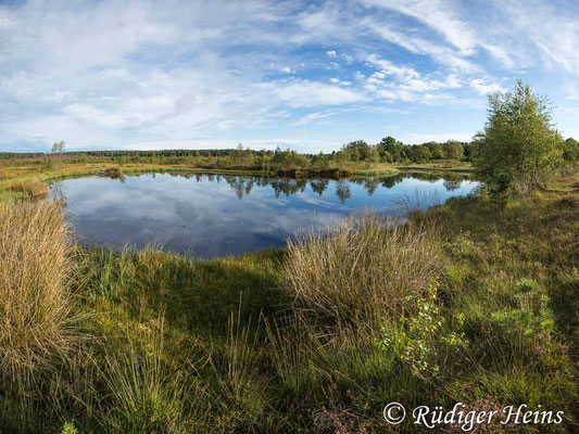 Aeshna subarctica, Hochmoor-Mosaikjungfer, Fortpflanzungshabitat