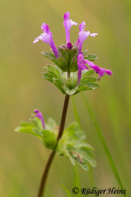  Lamium amplexicaule (Stängelumfassende Taubnessel), 4.5.2019