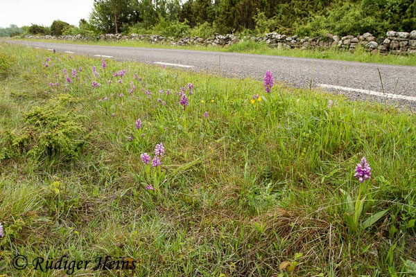 Orchis militaris (Helm-Knabenkraut) Habitat, 4.6.2014