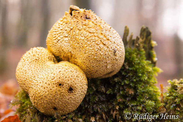 Scleroderma citrinum (Kartoffelbovist), 19.12.2011