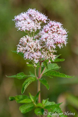 Eupatorium cannabinum (Gewöhnlicher Wasserdost), 27.8.2013