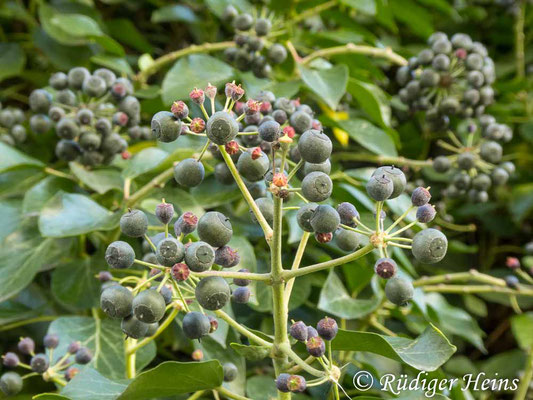 Hedera helix (Gemeiner Efeu), 21.2.2020