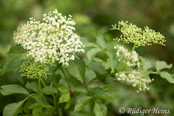 Sambucus nigra (Schwarzer Holunder), 10.6.2017