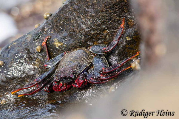 Rote Felsenkrabbe, Grapsus adscensionis