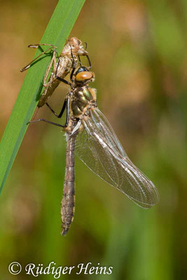 Cordulia aenea (Falkenlibelle) Schlupf, 3.5.2008