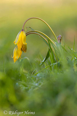 Tulipa sylvestris (Wilde Tulpe), 27.4.2021