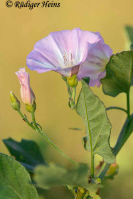 Convolvulus arvensis (Acker-Winde), 3.7.2022