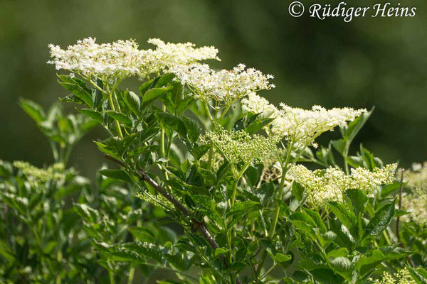 Sambucus nigra (Schwarzer Holunder), 18.6.2019