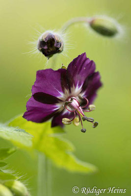 Geranium phaeum (Brauner Storchschnabel), 21.4.2024