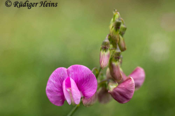 Lathyrus latifolius (Breitblättrige Platterbse)
