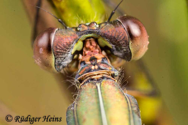 Chalcolestes viridis (Westliche Weidenjungfer) Weibchen