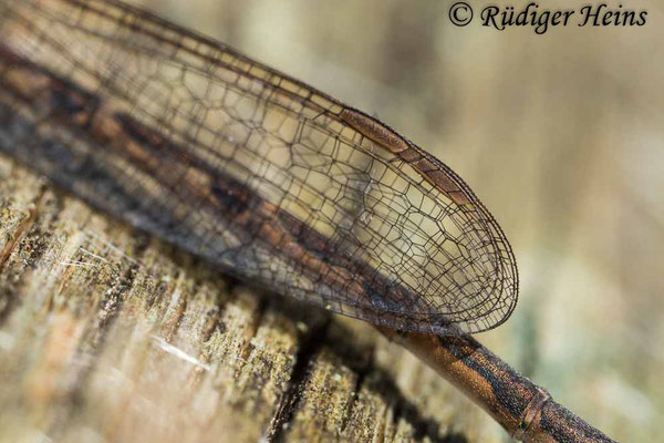 Gemeine Winterlibelle (Sympecma fusca) Flügeldetail, 29.2.2024 - Lupenobjektiv 65mm f/2.8