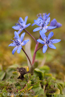 Scilla bifolia (Zweiblättrige Blaustern), 27.3.2016
