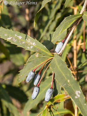 Berberis verruculosa (Warzige Berberitze), 3.3.2024