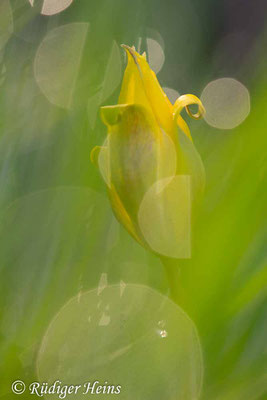 Tulipa sylvestris (Wilde Tulpe), 18.4.2023