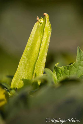 Datura stramonium (Weißer Stechapfel), 6.8.2020