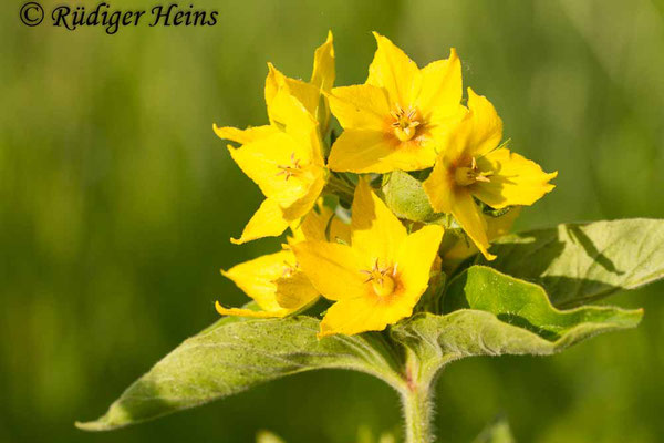 Lysimachia punctata (Punktierter Gilbweiderich), 18.6.2013