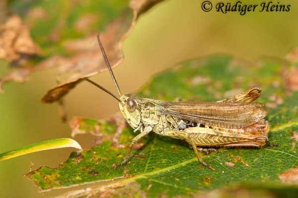 Chorthippus apricarius (Feldgrashüpfer) Männchen, 23.9.2017