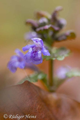 Glechoma hederacea (Gundermann), 19.4.2025