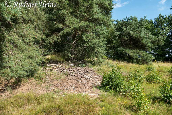 Neoitamus socius (Kleiner Strauchdieb) Habitat